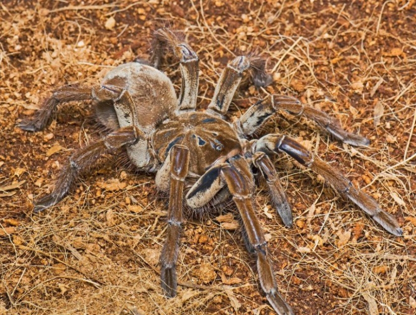 They already crawling over you: top 10 creepy Australian killer spiders They already crawling over you: top 10 creepy Australian killer spiders