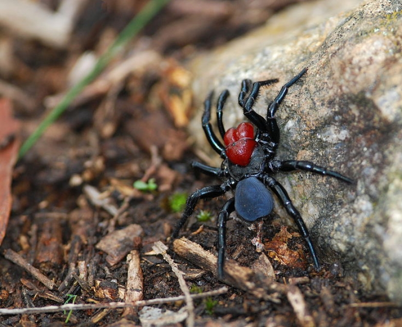 They already crawling over you: top 10 creepy Australian killer spiders They already crawling over you: top 10 creepy Australian killer spiders