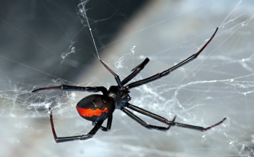 They already crawling over you: top 10 creepy Australian killer spiders They already crawling over you: top 10 creepy Australian killer spiders