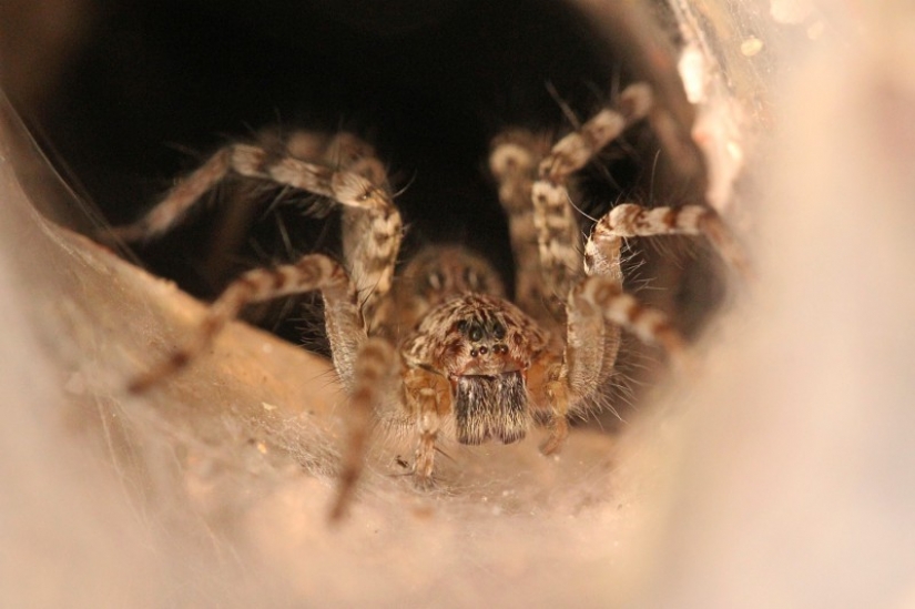 They already crawling over you: top 10 creepy Australian killer spiders They already crawling over you: top 10 creepy Australian killer spiders