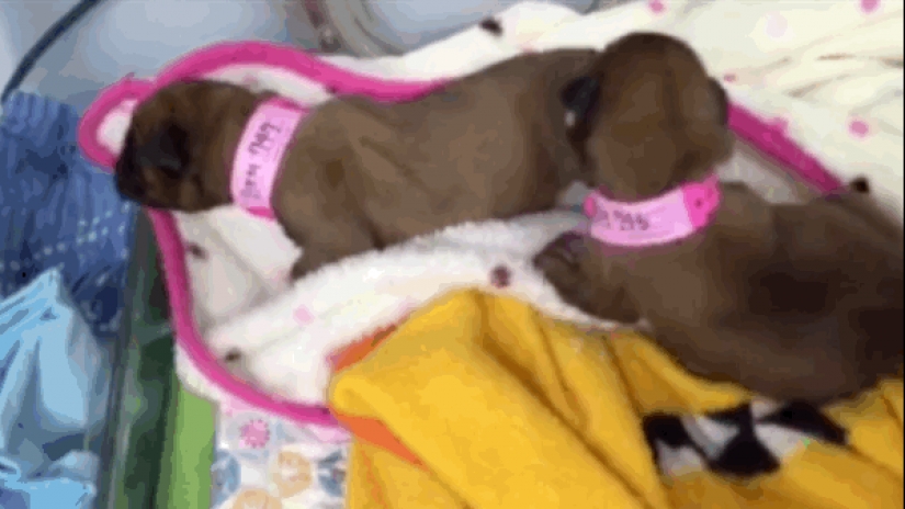 This couple successfully cloned her dog after his death