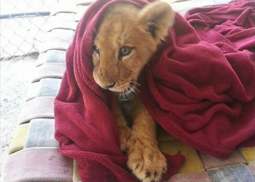 This lion can't sleep without my blanket