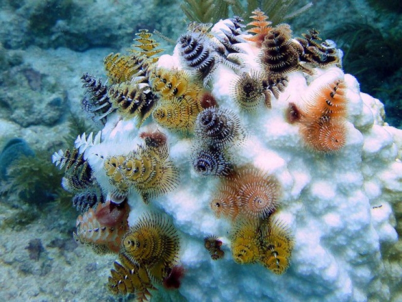 This sea creature looks a lot like a Christmas tree. This sea creature looks a lot like a Christmas tree.