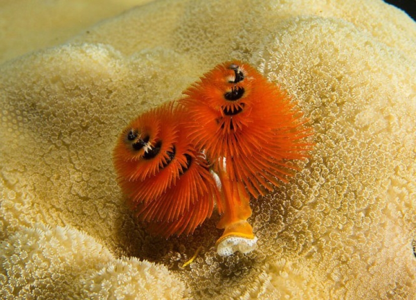 This sea creature looks a lot like a Christmas tree. This sea creature looks a lot like a Christmas tree.
