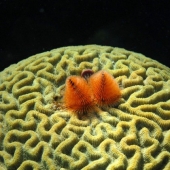 This sea creature looks a lot like a Christmas tree.