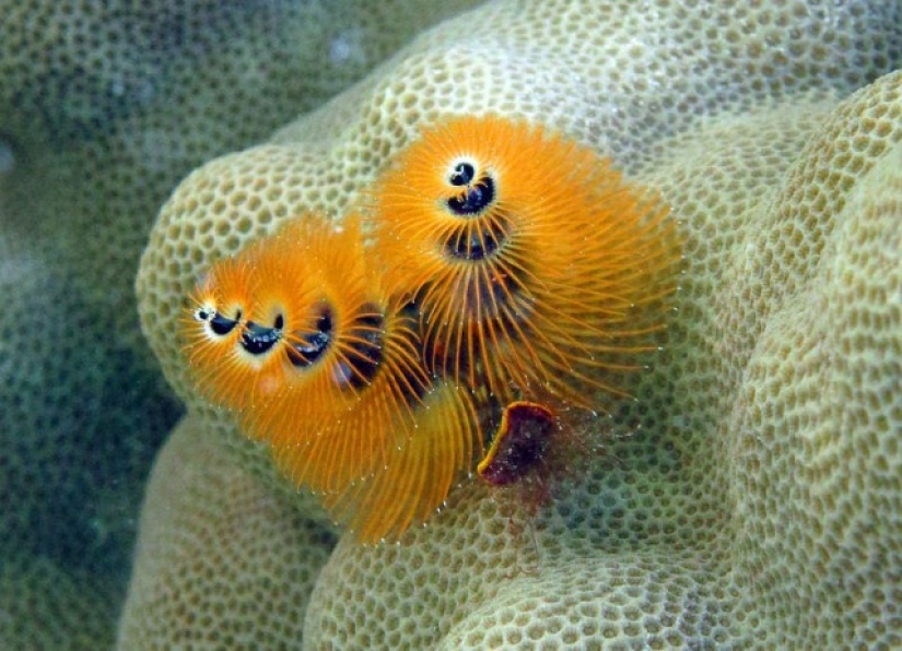 This sea creature looks a lot like a Christmas tree. This sea creature looks a lot like a Christmas tree.