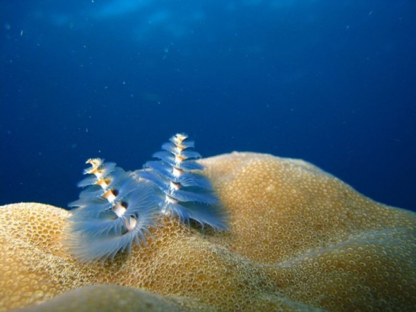 This sea creature looks a lot like a Christmas tree. This sea creature looks a lot like a Christmas tree.