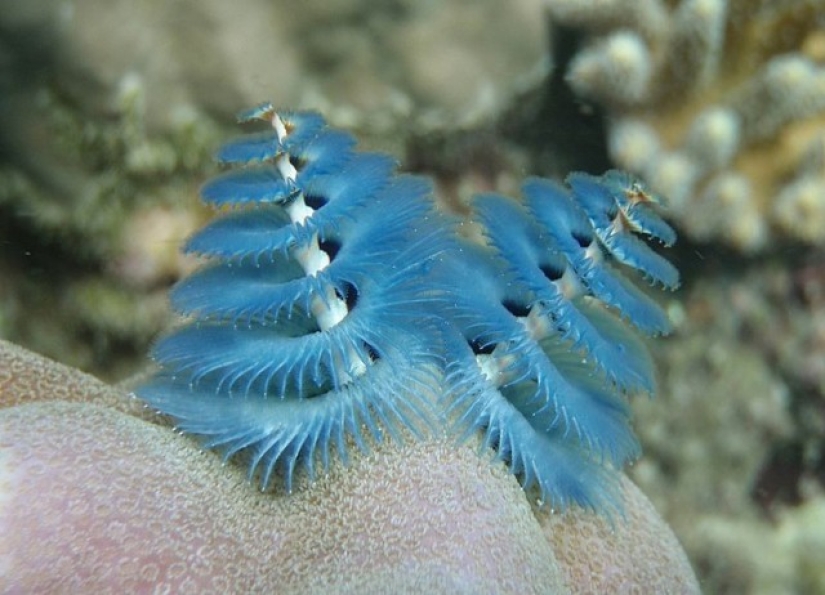 This sea creature looks a lot like a Christmas tree. This sea creature looks a lot like a Christmas tree.