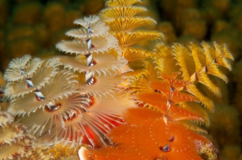 This sea creature looks a lot like a Christmas tree. This sea creature looks a lot like a Christmas tree.