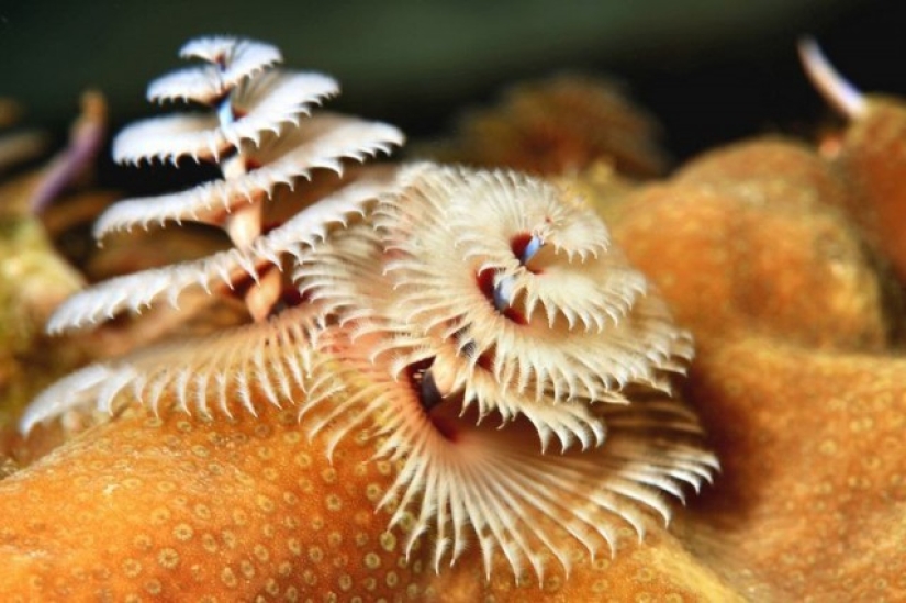 This sea creature looks a lot like a Christmas tree. This sea creature looks a lot like a Christmas tree.