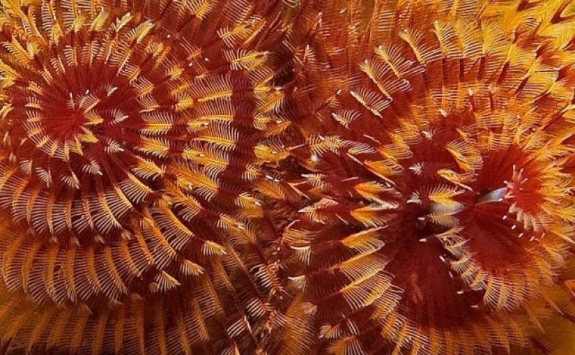 This sea creature looks a lot like a Christmas tree. This sea creature looks a lot like a Christmas tree.