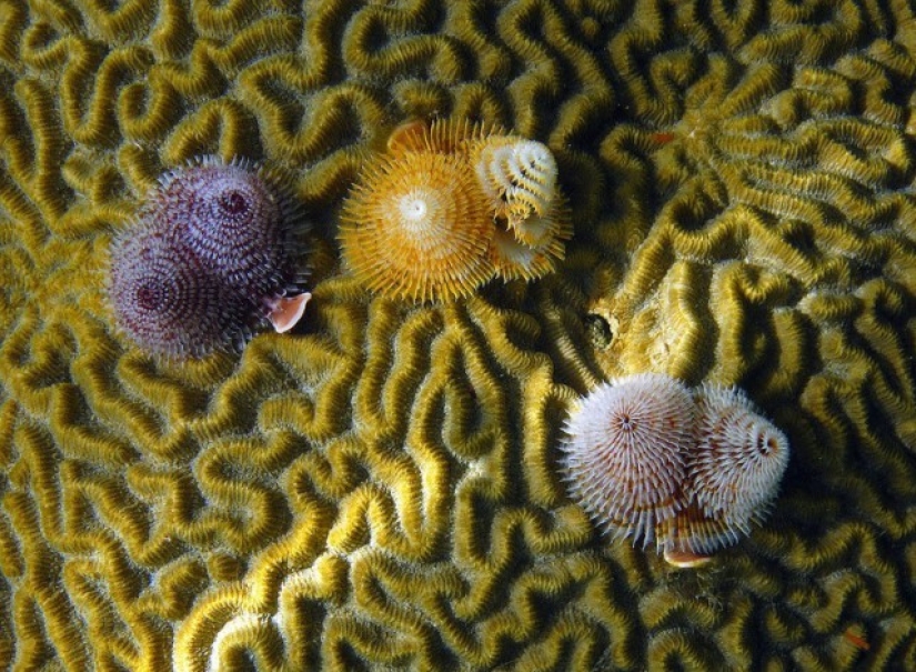 This sea creature looks a lot like a Christmas tree. This sea creature looks a lot like a Christmas tree.