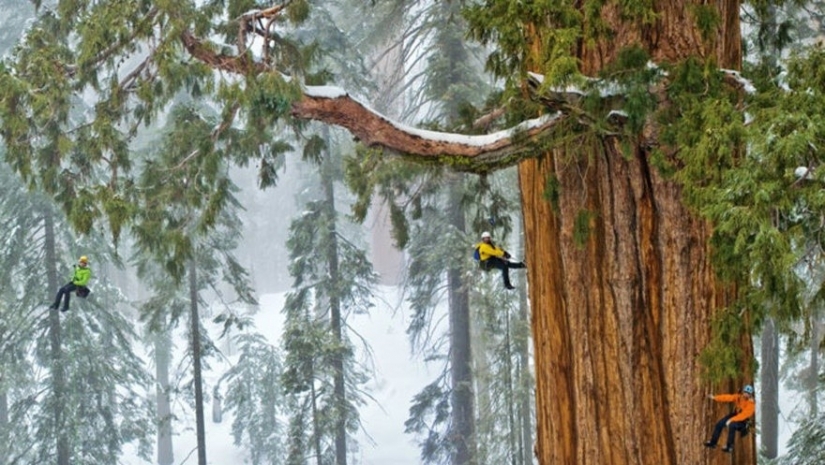 To shoot this tree in its entirety, photographers took 32 days