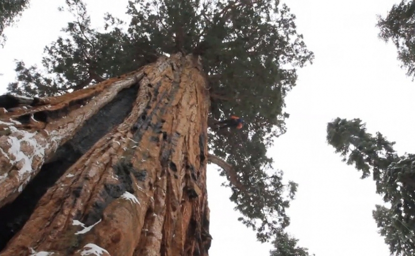 To shoot this tree in its entirety, photographers took 32 days