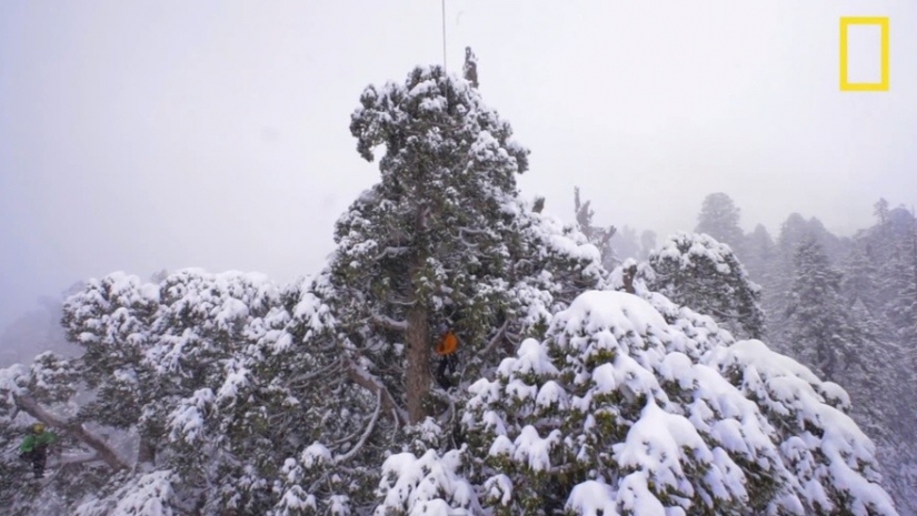 To shoot this tree in its entirety, photographers took 32 days
