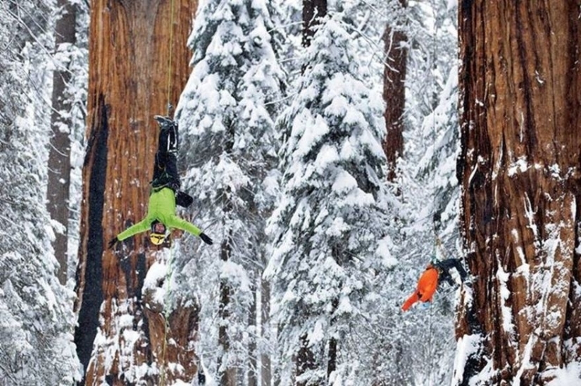To shoot this tree in its entirety, photographers took 32 days
