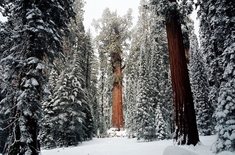 To shoot this tree in its entirety, photographers took 32 days
