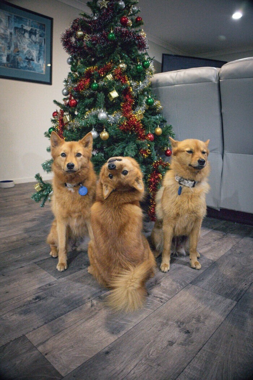 Todos tenemos ese amigo: el perro "botín" de cada foto con sus familiares Todos tenemos ese amigo: el perro "botín" de cada foto con sus familiares