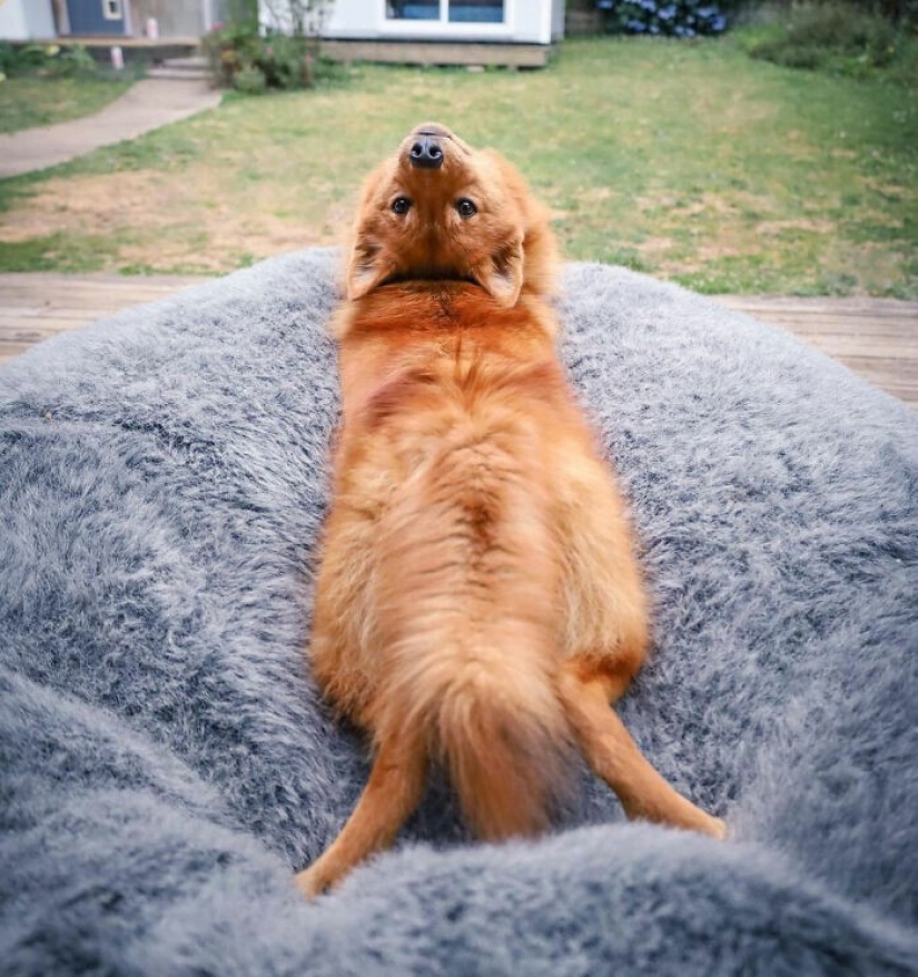 Todos tenemos ese amigo: el perro "botín" de cada foto con sus familiares Todos tenemos ese amigo: el perro "botín" de cada foto con sus familiares