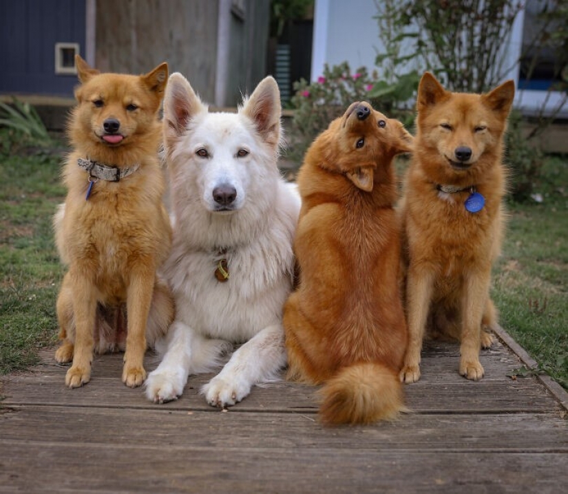 Todos tenemos ese amigo: el perro "botín" de cada foto con sus familiares Todos tenemos ese amigo: el perro "botín" de cada foto con sus familiares
