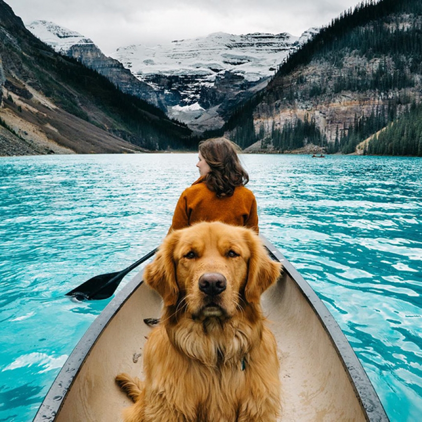 Traveling with the dog Traveling with the dog