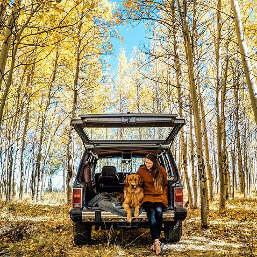 Traveling with the dog Traveling with the dog