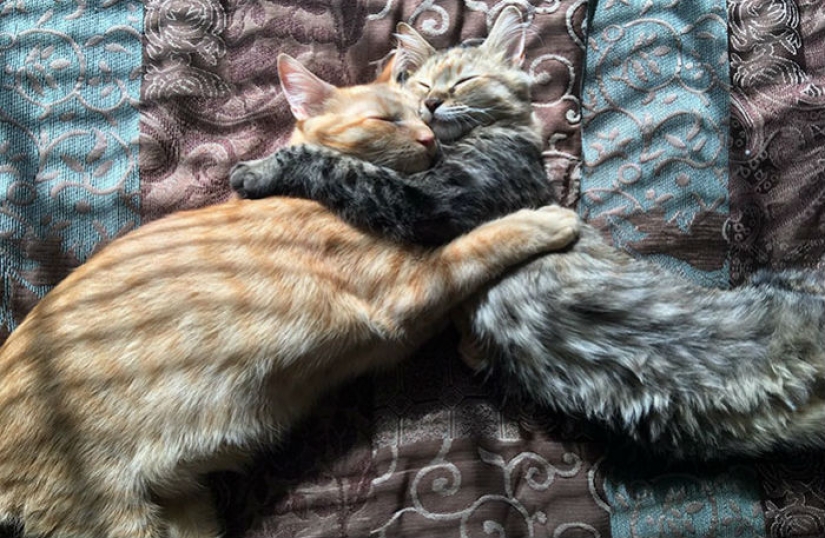 Two kittens have fallen in love with each other and just can't hide their feelings anymore Two kittens have fallen in love with each other and just can't hide their feelings anymore