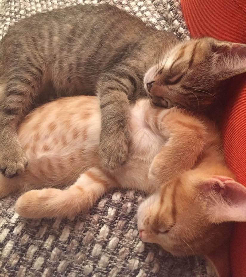 Two kittens have fallen in love with each other and just can't hide their feelings anymore Two kittens have fallen in love with each other and just can't hide their feelings anymore