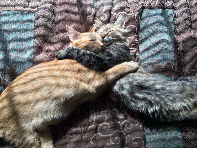 Two kittens have fallen in love with each other and just can't hide their feelings anymore Two kittens have fallen in love with each other and just can't hide their feelings anymore