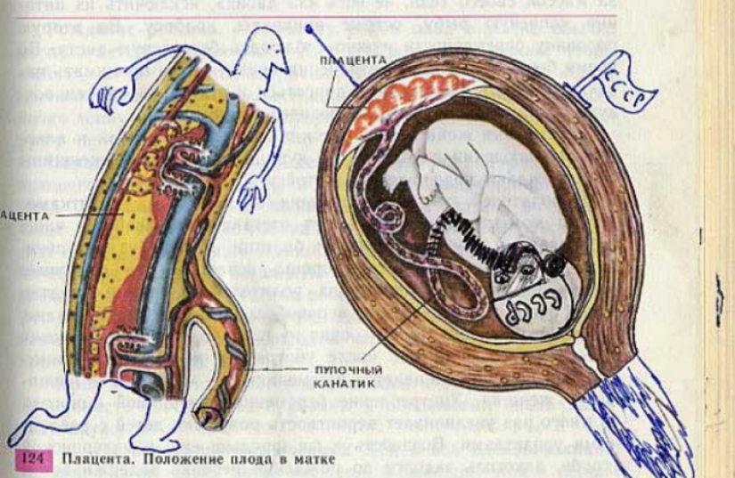 Un divertido libro de texto de biología pintado le llevará de vuelta al 9º grado Un divertido libro de texto de biología pintado le llevará de vuelta al 9º grado