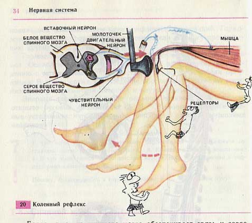 Un divertido libro de texto de biología pintado le llevará de vuelta al 9º grado Un divertido libro de texto de biología pintado le llevará de vuelta al 9º grado