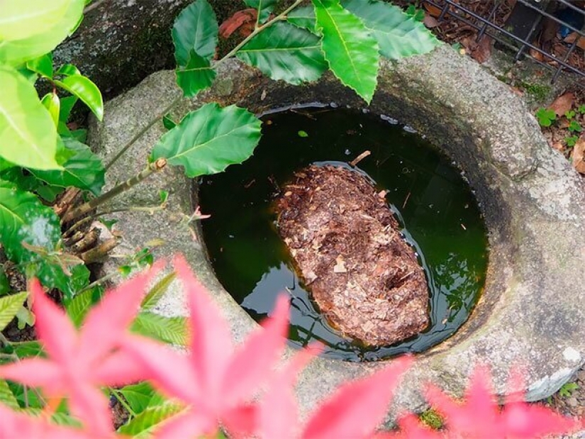 Un estudiante de Japón ha creado un raro, pero hermoso Bosque de la Desesperación Un estudiante de Japón ha creado un raro, pero hermoso Bosque de la Desesperación