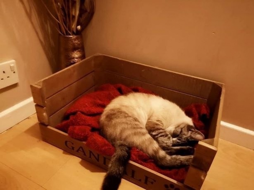 Un gato británico llegó a casa con un mensaje que hizo que su dueño se preocupara