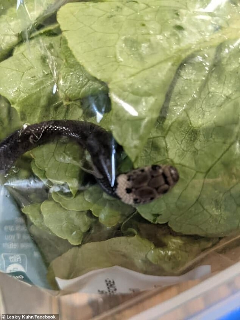 Un residente de Australia encontró a la serpiente en compras ensalada Un residente de Australia encontró a la serpiente en compras ensalada