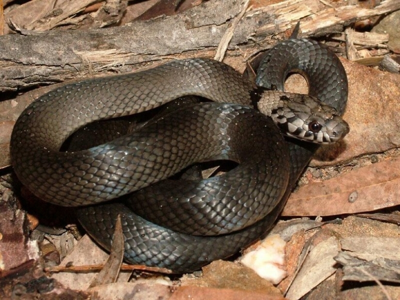 Un residente de Australia encontró a la serpiente en compras ensalada Un residente de Australia encontró a la serpiente en compras ensalada