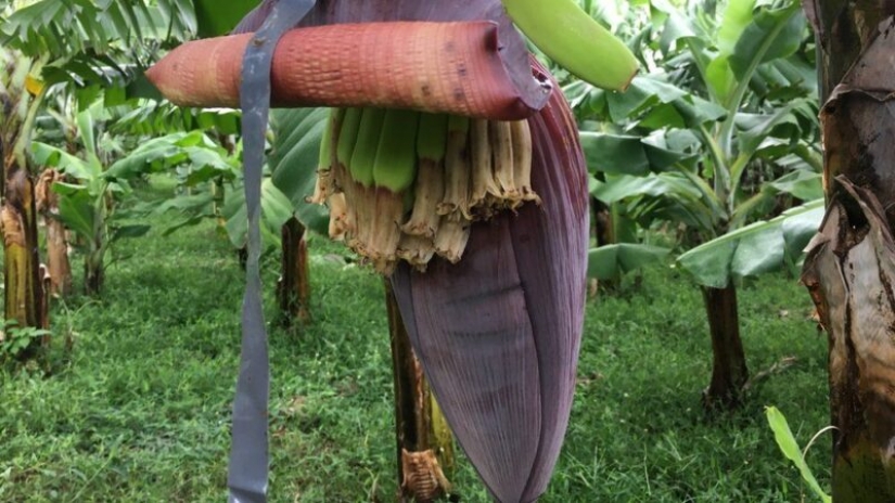 Una banana su "pandemia" podemos perder las frutas favoritas