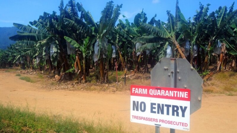 Una banana su "pandemia" podemos perder las frutas favoritas