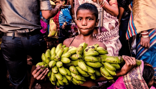 Una banana su "pandemia" podemos perder las frutas favoritas