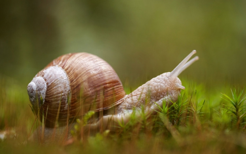 Unusual cold remedies from around the world Unusual cold remedies from around the world