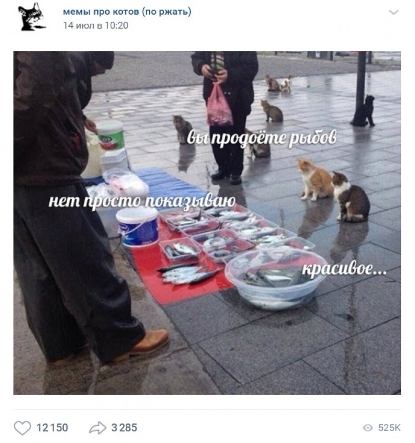 "Venderás pescado" : la historia del meme más dulce de este verano "Venderás pescado" : la historia del meme más dulce de este verano