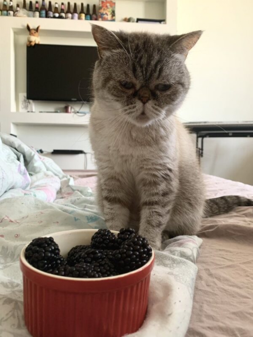 "Venderás pescado" : la historia del meme más dulce de este verano "Venderás pescado" : la historia del meme más dulce de este verano