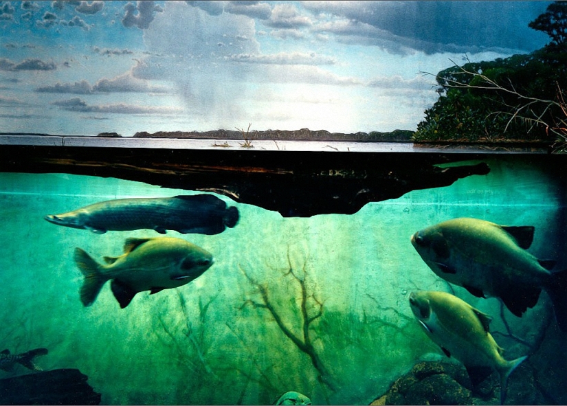 Vida salvaje detrás de un cristal