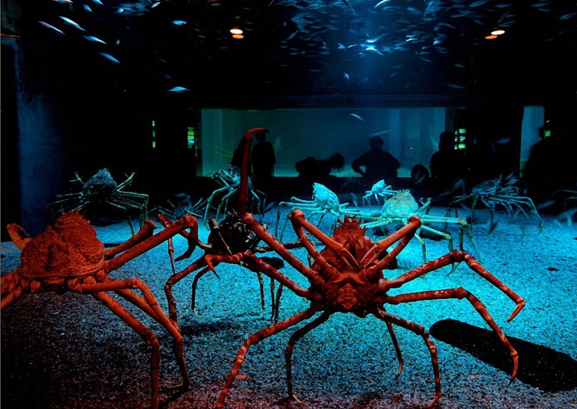 Vida salvaje detrás de un cristal