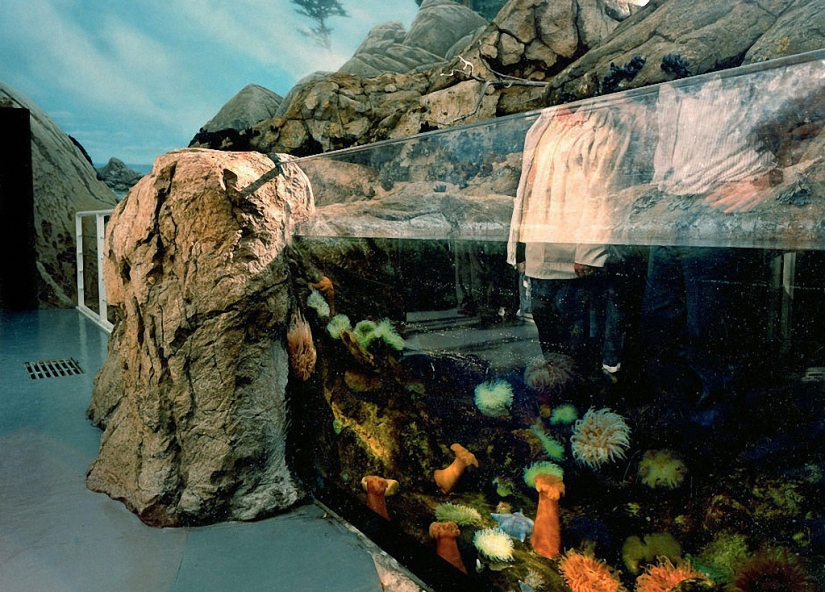 Vida salvaje detrás de un cristal