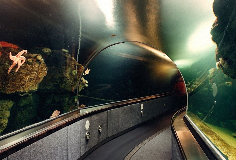 Vida salvaje detrás de un cristal