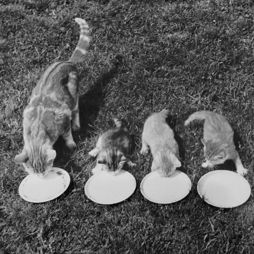 Walter Chandoga – el hombre que 70 años fotografiando los gatos