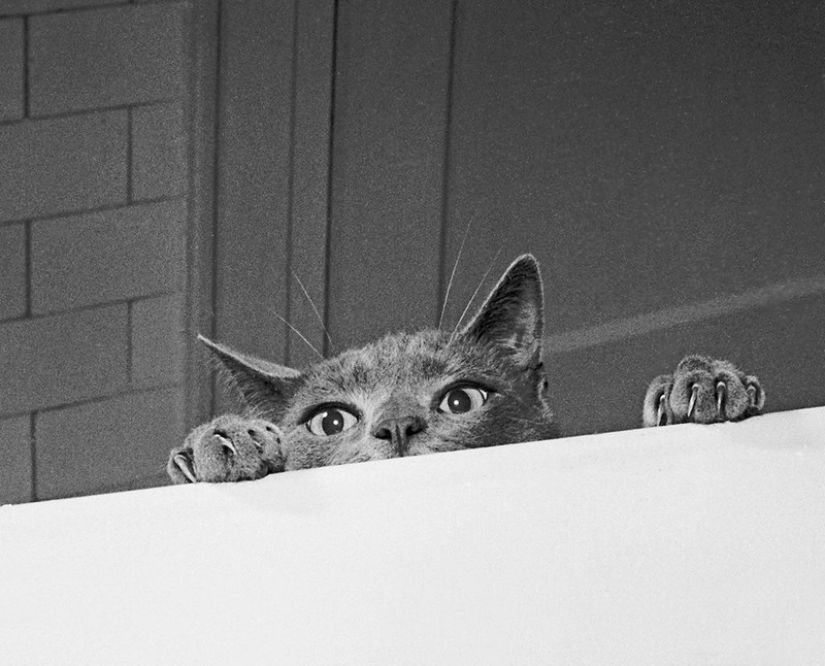 Walter Chandoga – el hombre que 70 años fotografiando los gatos