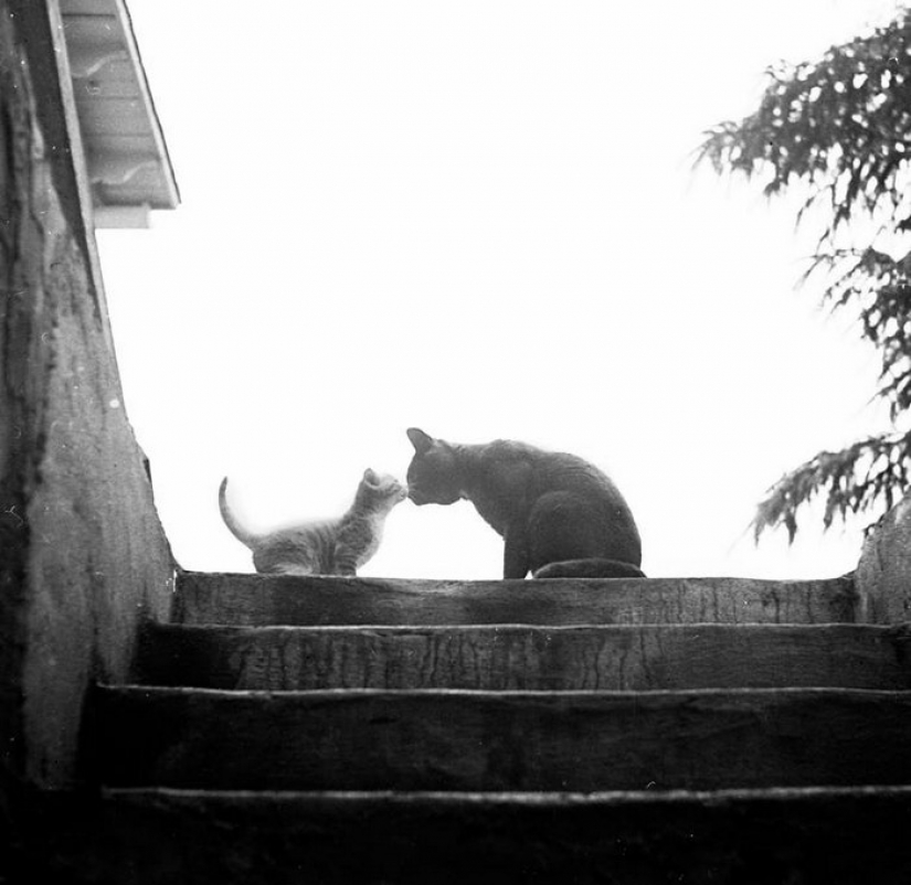 Walter Chandoga – el hombre que 70 años fotografiando los gatos
