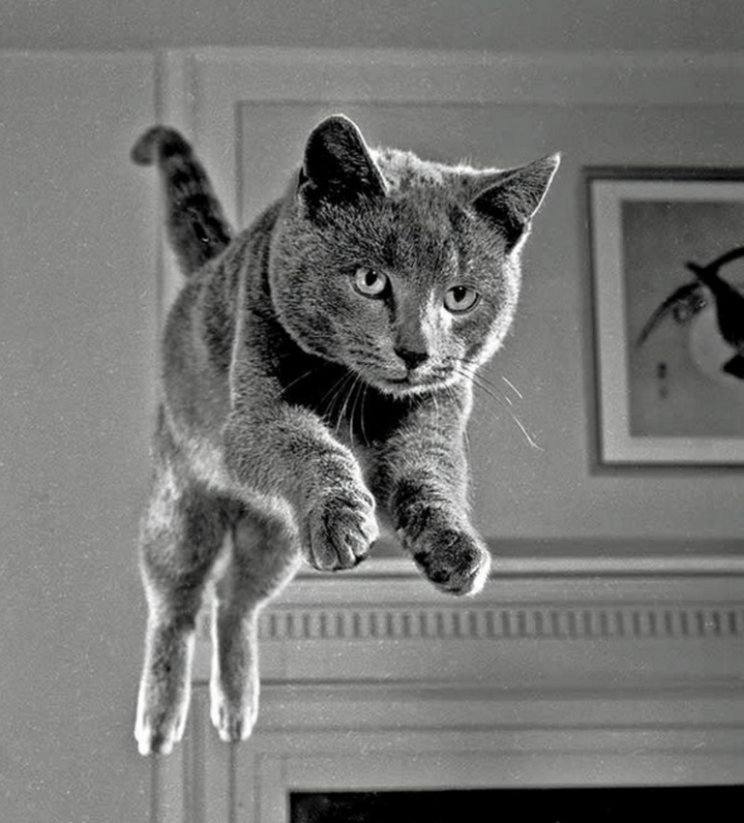 Walter Chandoga – el hombre que 70 años fotografiando los gatos