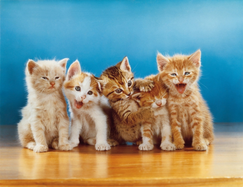 Walter Chandoga – the man who 70 years photographing cats Walter Chandoga – the man who 70 years photographing cats